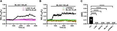 Lysosomal TRPML1 triggers global Ca2+ signals and nitric oxide release in human cerebrovascular endothelial cells